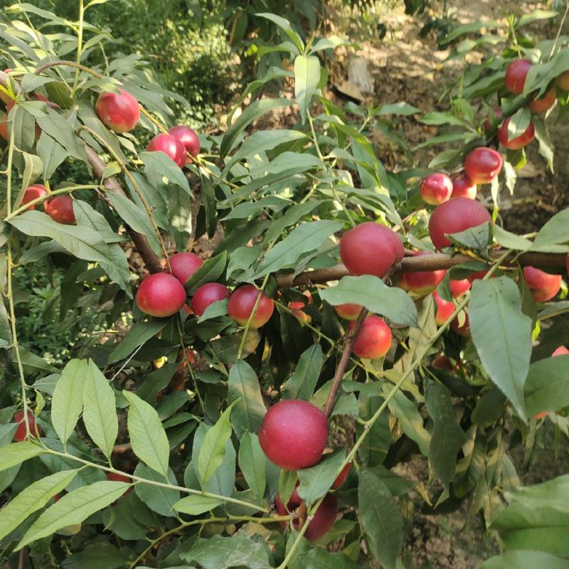 陕西珍珠枣油桃枣油桃离核新鲜水果