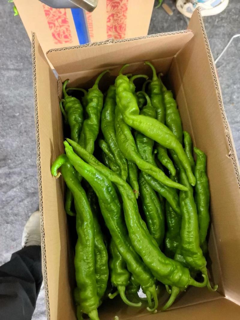陕北辣椒上市牛角