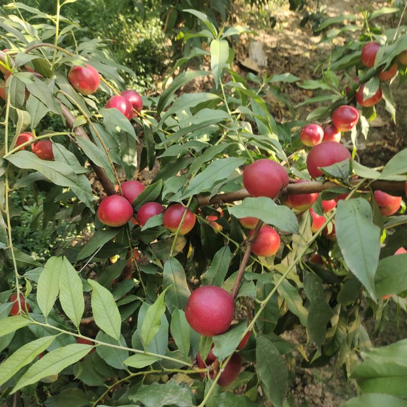 陕西珍珠枣油桃枣油桃离核新鲜水果