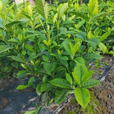 大叶栀子花