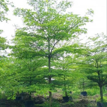 小叶榄仁15公分
