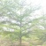 小叶榄仁15公分