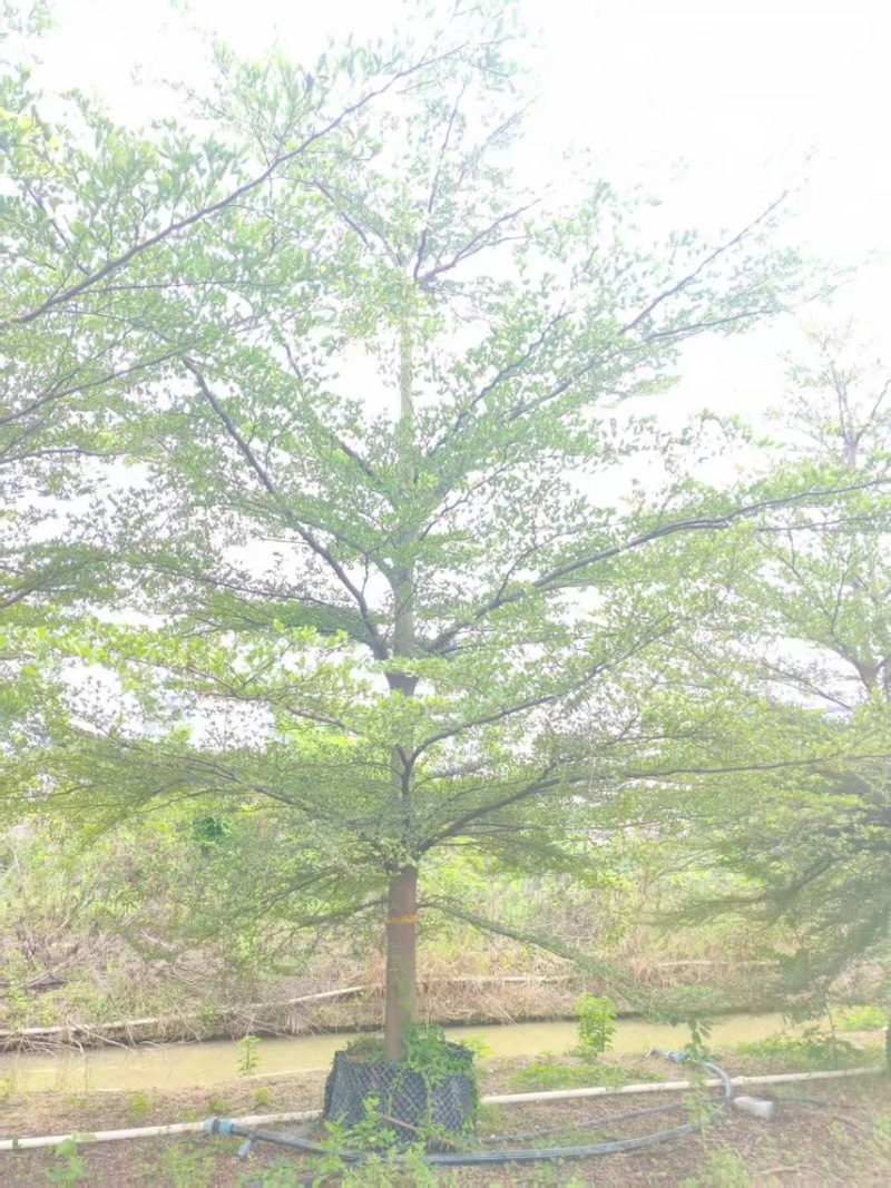 小叶榄仁15公分