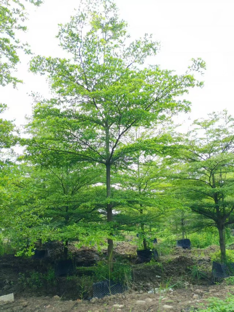 小叶榄仁15公分