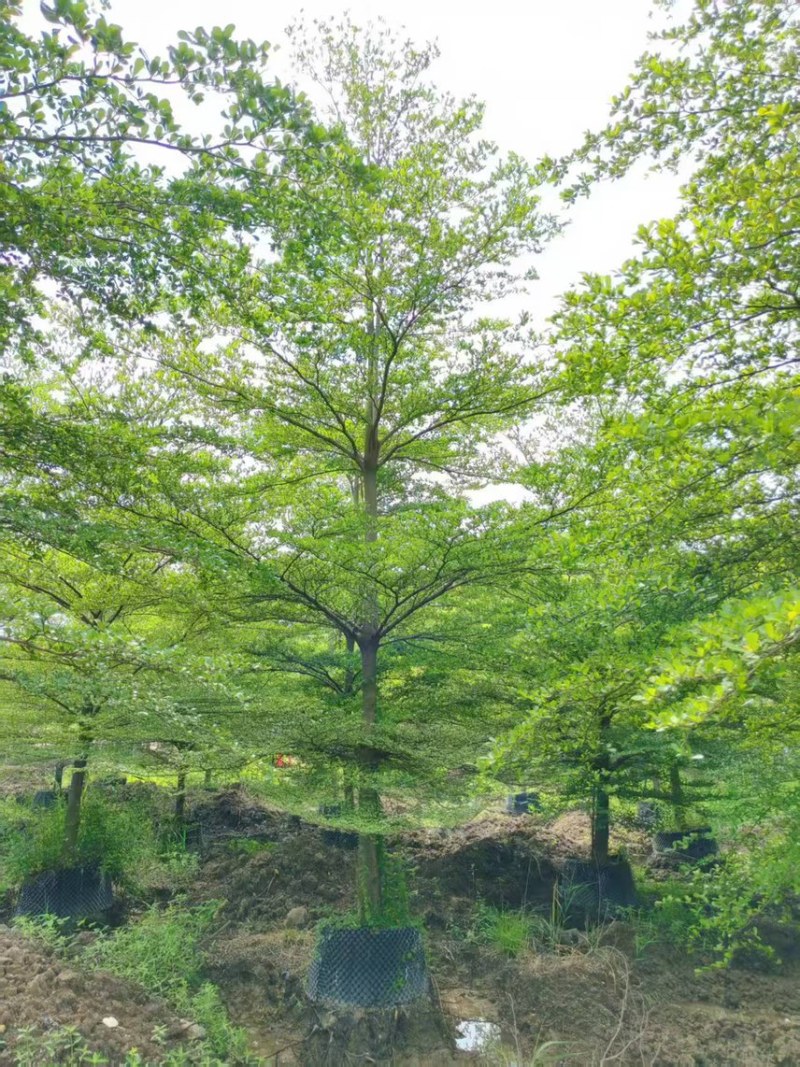 小叶榄仁15公分
