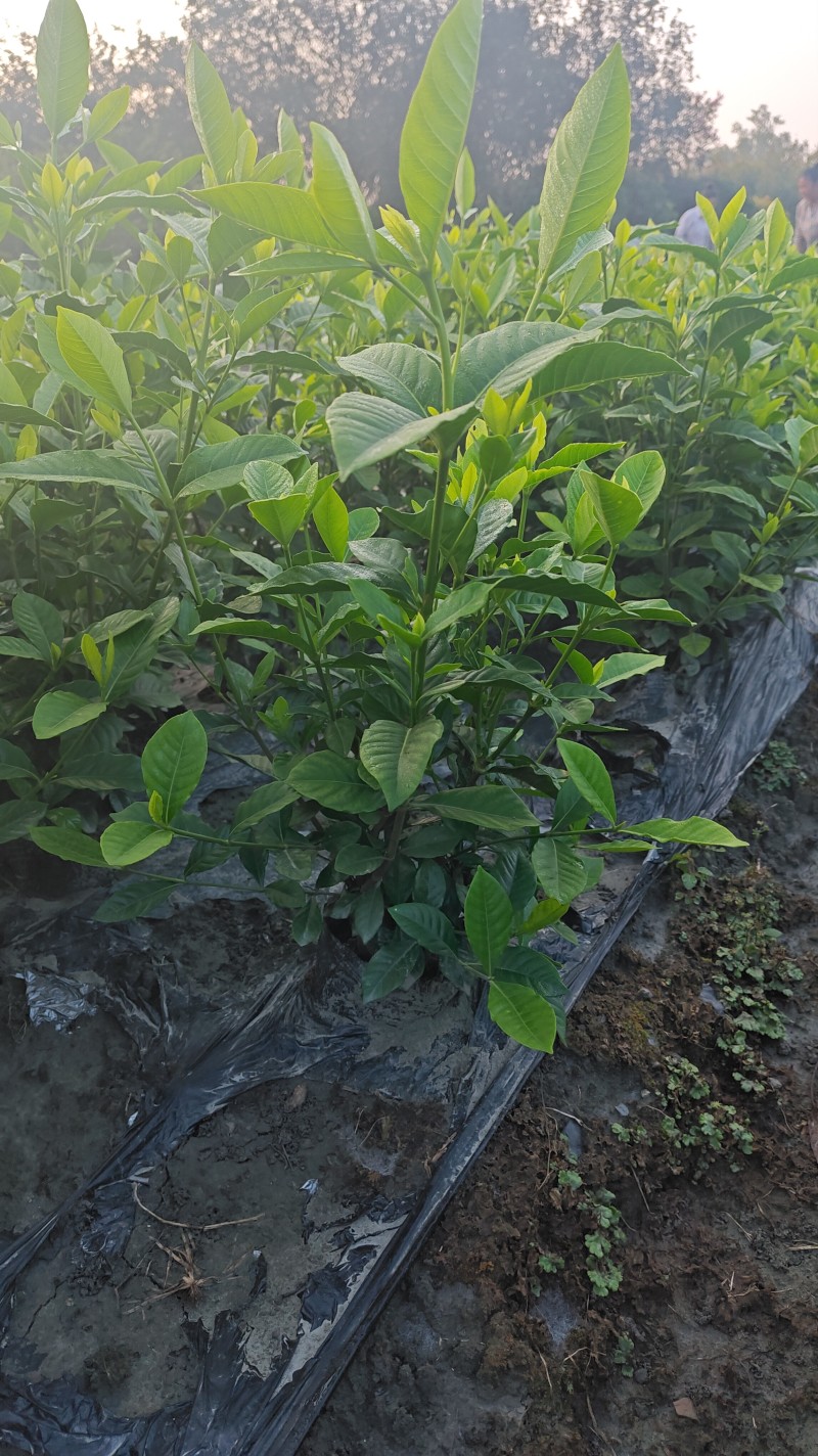 大叶栀子花