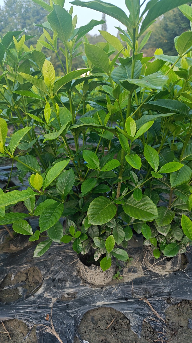 大叶栀子花