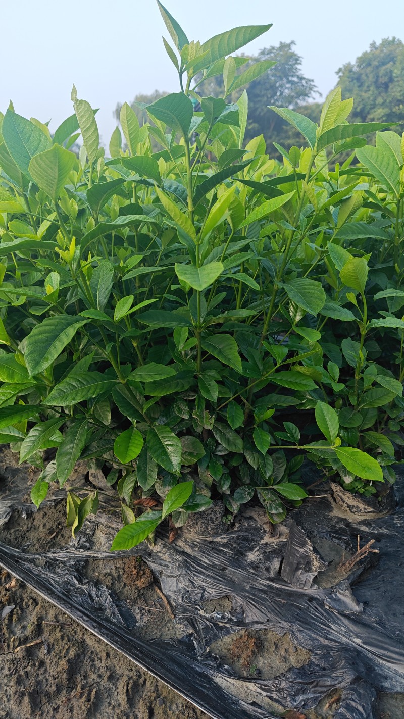 大叶栀子花