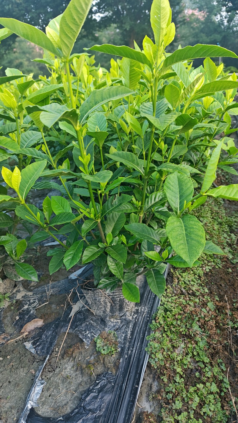 大叶栀子花