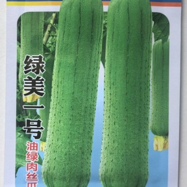 丝瓜种子绿美一号中短棒肉丝瓜瓜形美观顺直油亮光泽好