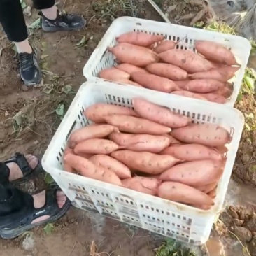 【精选】河北龙薯九红薯大量上市基地直供欢迎来电咨询