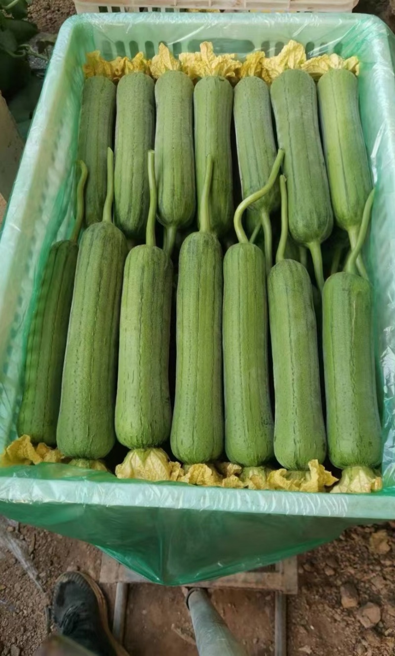 丝瓜种子绿美一号中短棒肉丝瓜瓜形美观顺直油亮光泽好