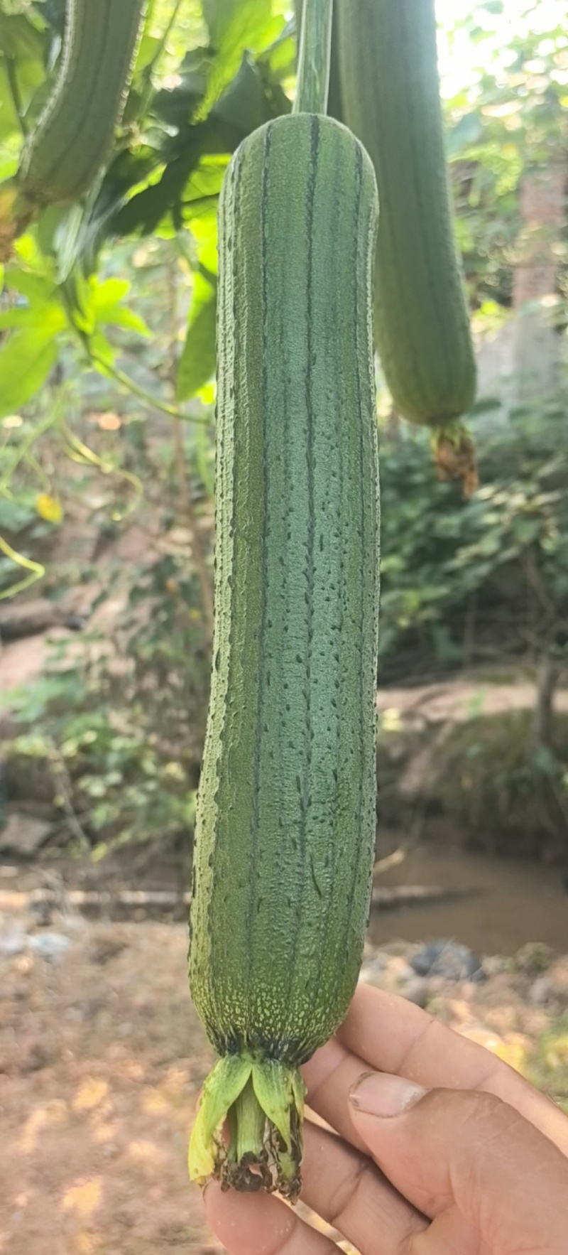 丝瓜种子绿美一号中短棒肉丝瓜瓜形美观顺直油亮光泽好