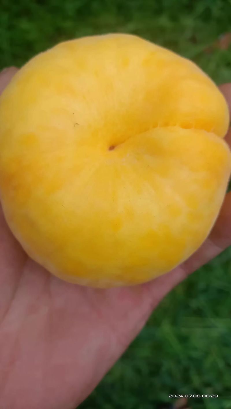 黄毛潘桃，中潘11