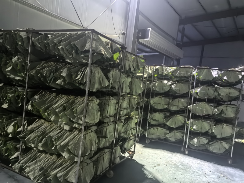 干荷叶烘干荷叶荷叶