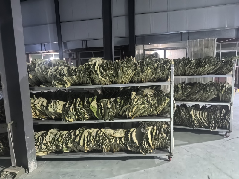 干荷叶烘干荷叶荷叶
