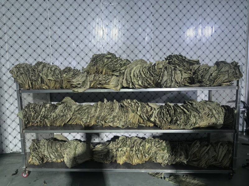 干荷叶烘干荷叶荷叶