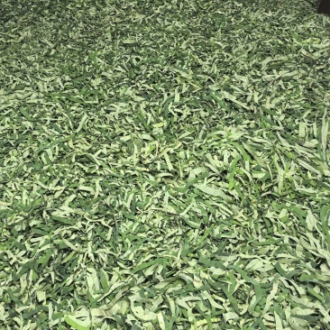干荷叶荷叶茶