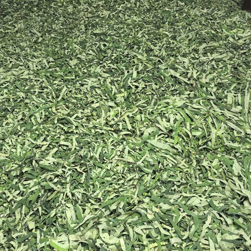 干荷叶荷叶茶