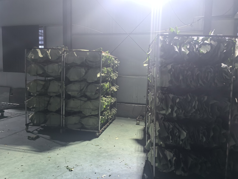 干荷叶荷叶茶