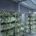 干荷叶荷叶茶