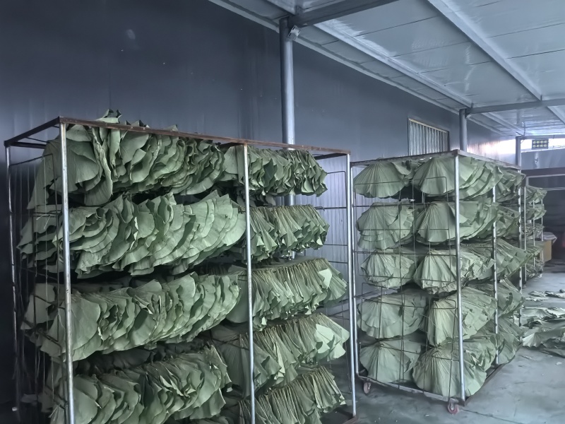 干荷叶荷叶茶