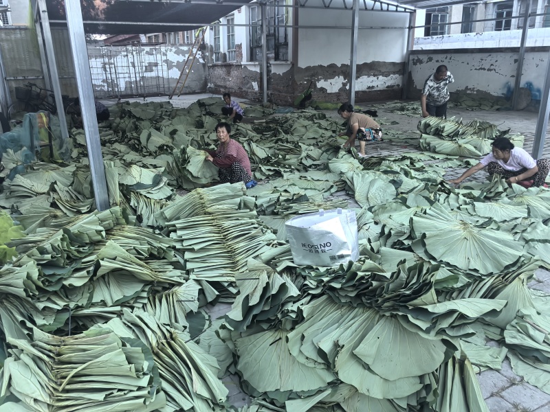 干荷叶荷叶茶