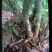 广西麻竹笋