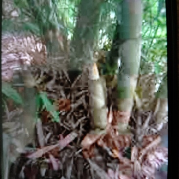 广西麻竹笋