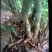 广西麻竹笋