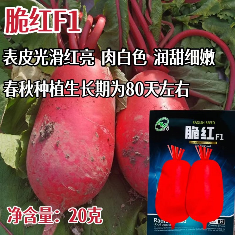 萝卜种子红皮白肉脆红萝卜种籽早秋保护地露地种植
