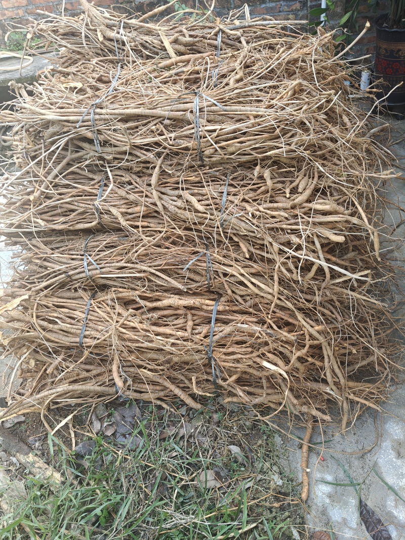 货源充足价格实惠牛大力批发量大从优诚邀联系