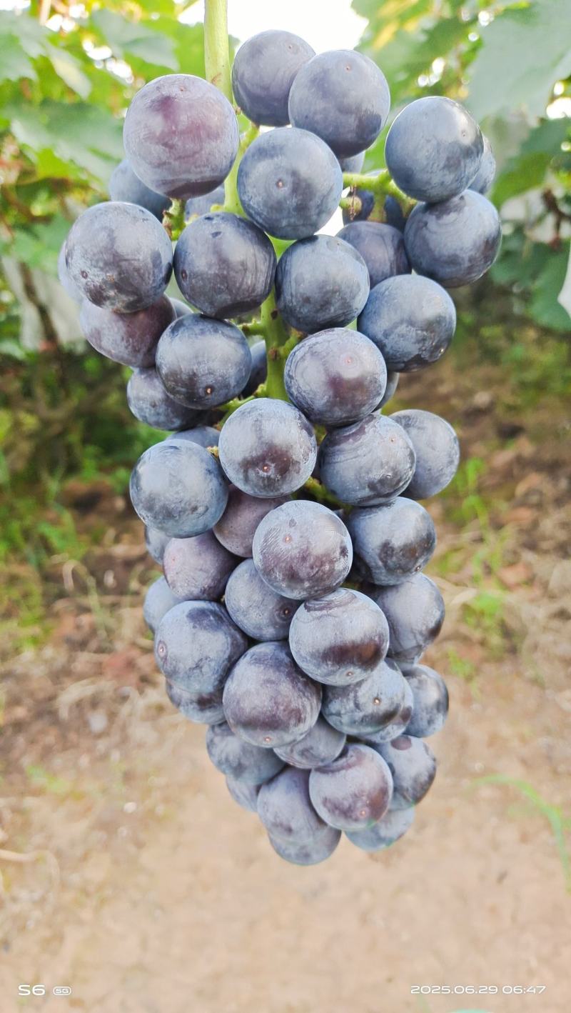夏黑葡萄