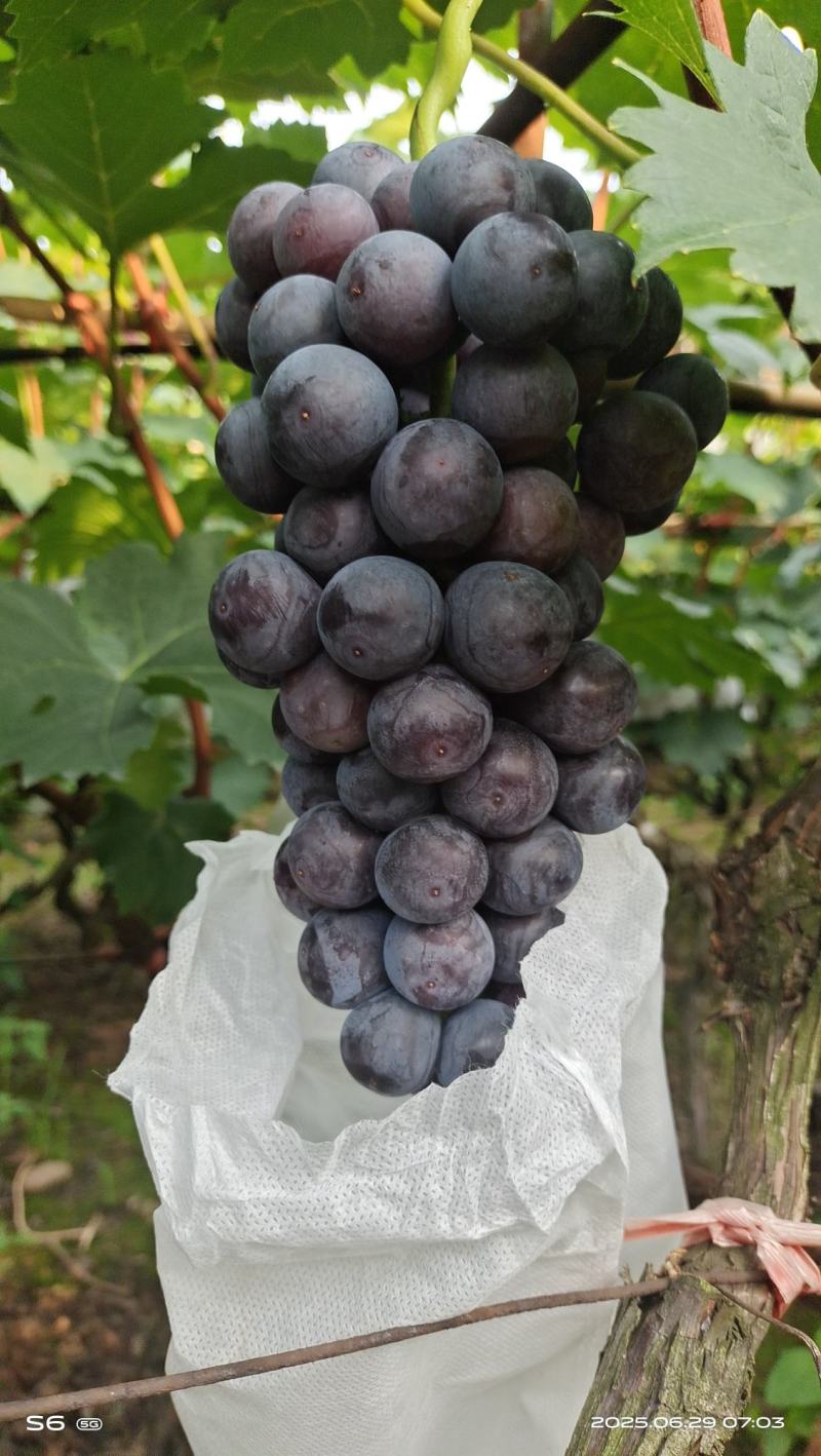 夏黑葡萄
