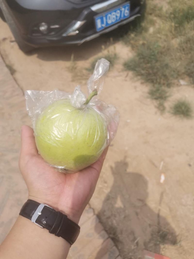 皇冠梨