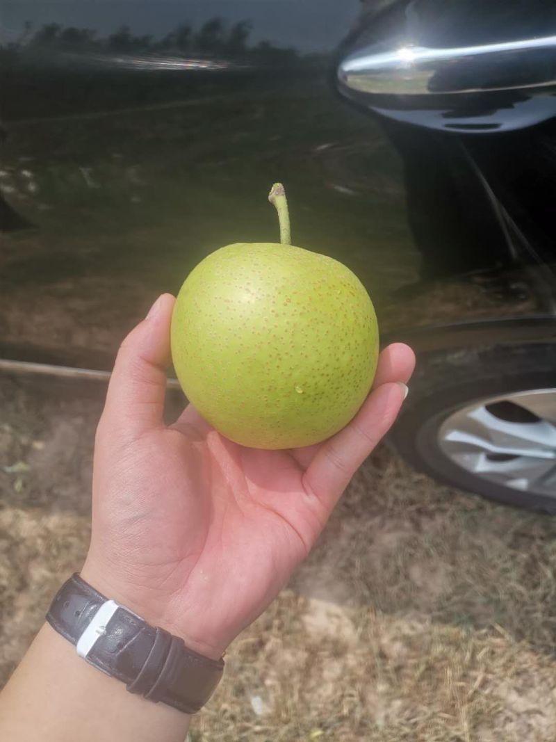 皇冠梨
