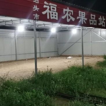 皇冠梨