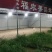 皇冠梨