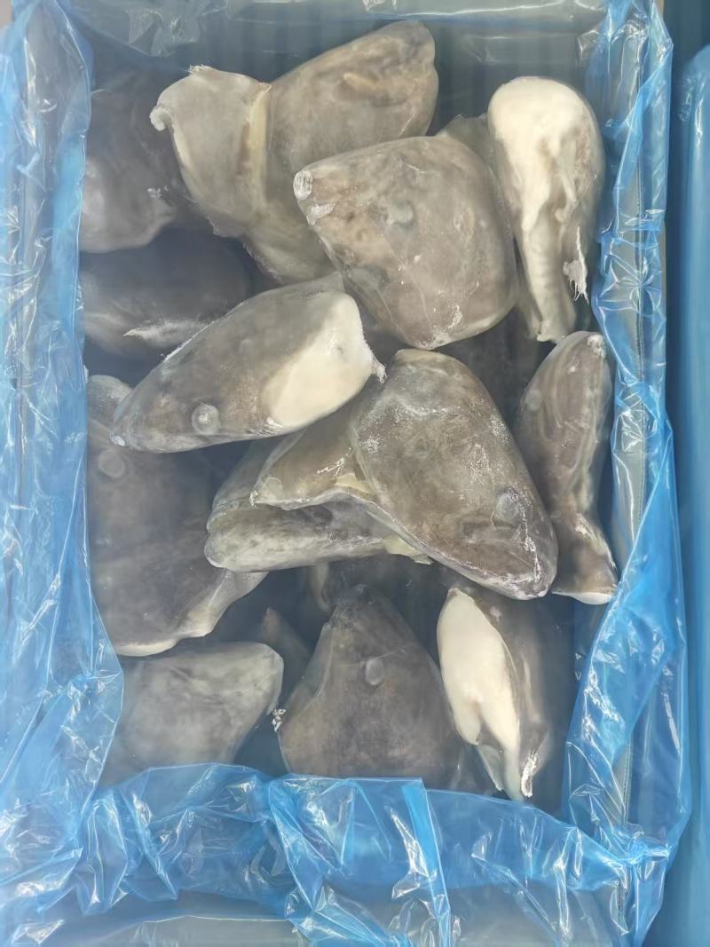 碟鱼头