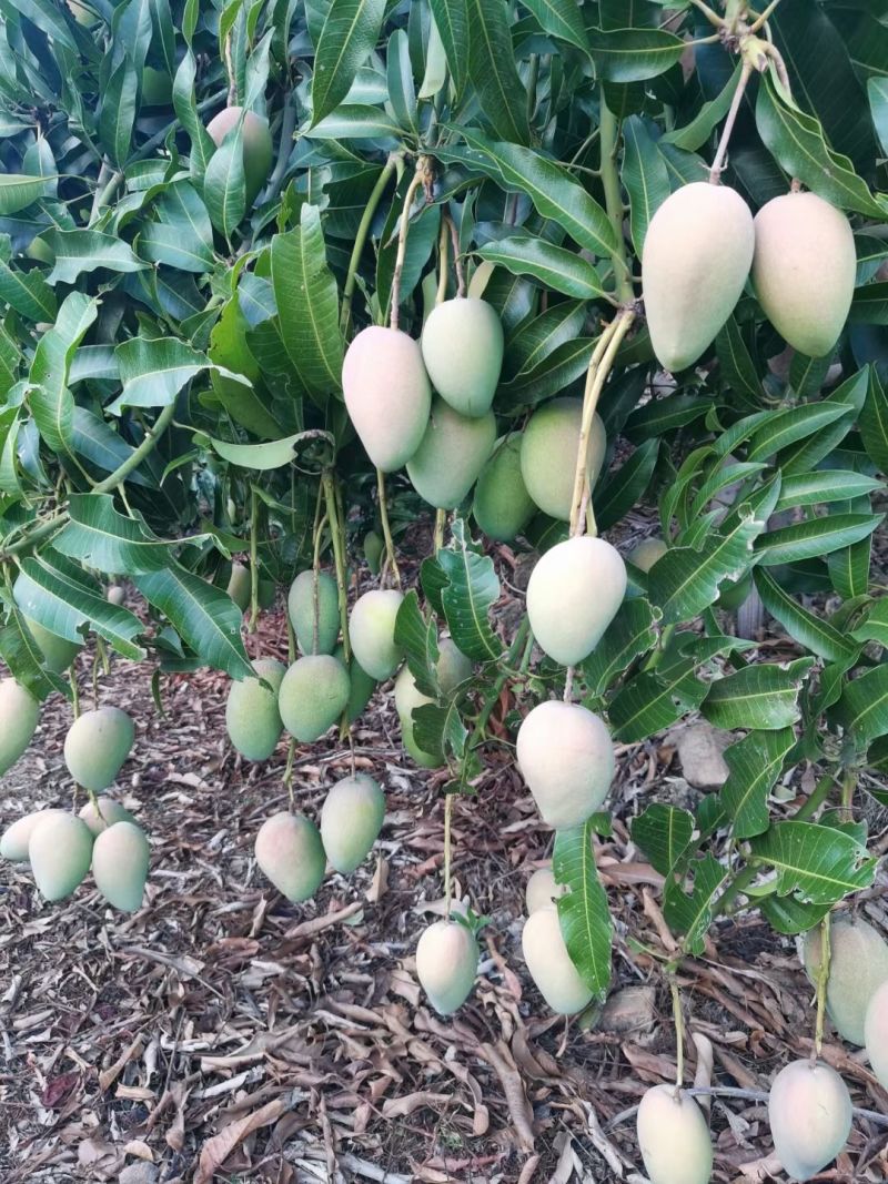 云南台农芒