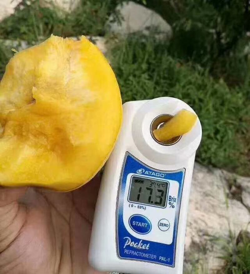 山东蒙阴黄油桃一件代发新鲜水果应季黄油桃脆甜黄肉桃子
