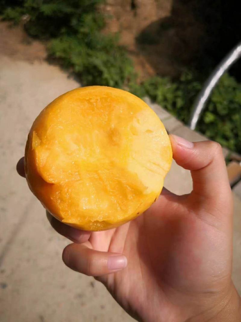 山东蒙阴黄油桃一件代发新鲜水果应季黄油桃脆甜黄肉桃子