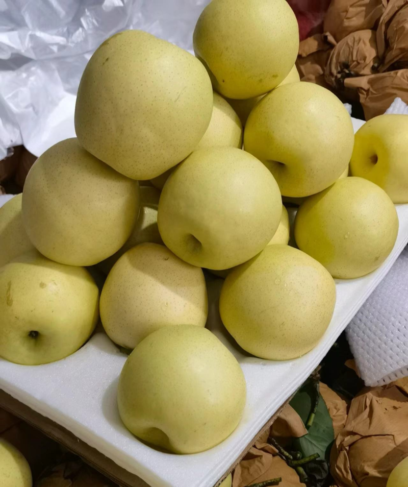 精品皇冠梨/赵县皇冠梨/河北赵县皇冠梨大量上市/随到随装