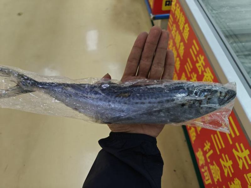 鲅鱼