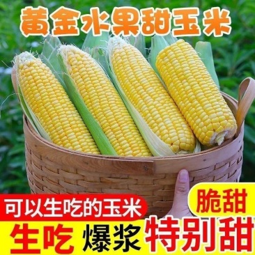 甜玉米水果玉米一件代发早餐玉米可生食水果玉米