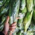 甜玉米水果玉米一件代发早餐玉米可生食水果玉米
