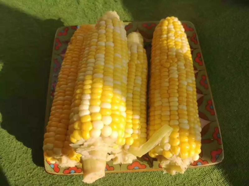 甜玉米水果玉米一件代发早餐玉米可生食水果玉米