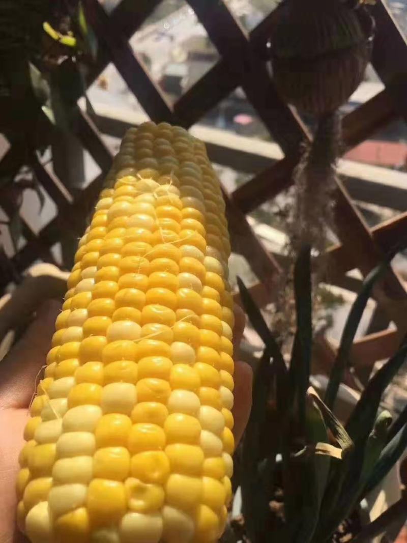 甜玉米水果玉米一件代发早餐玉米可生食水果玉米