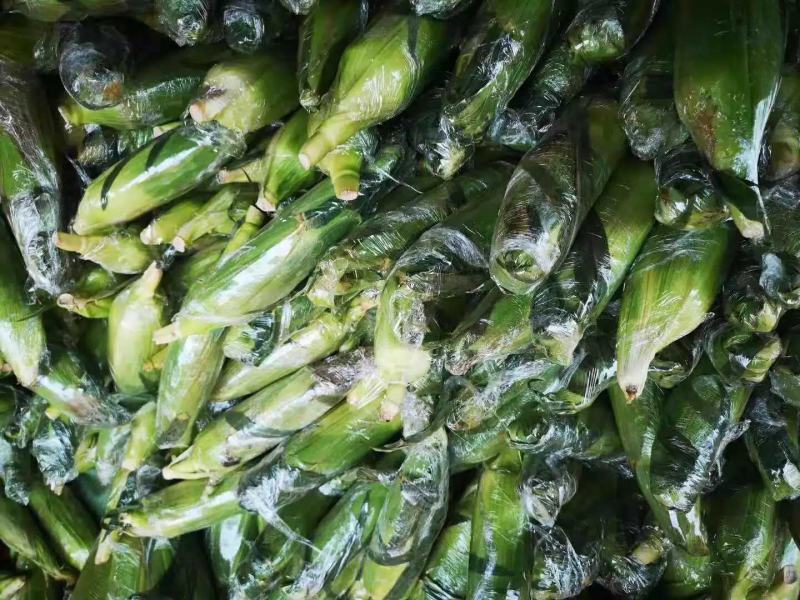 甜玉米水果玉米一件代发早餐玉米可生食水果玉米