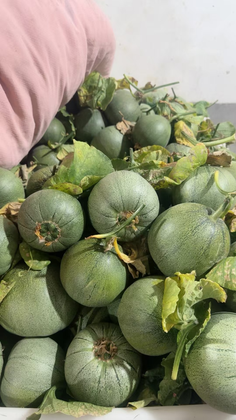 山东精品头茬绿宝石，电商，市场，超市，社区，加工厂，量大